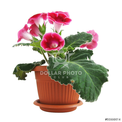 Gloxinia