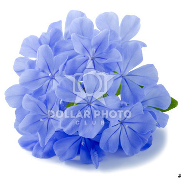 Plumbago