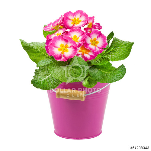 Primula in vaso