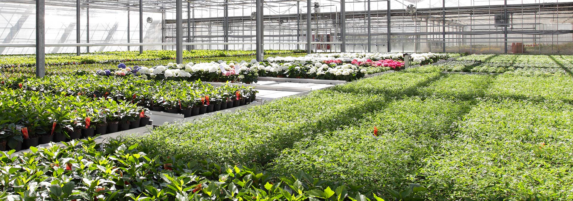 Produzione di fiori e piante ornamentali